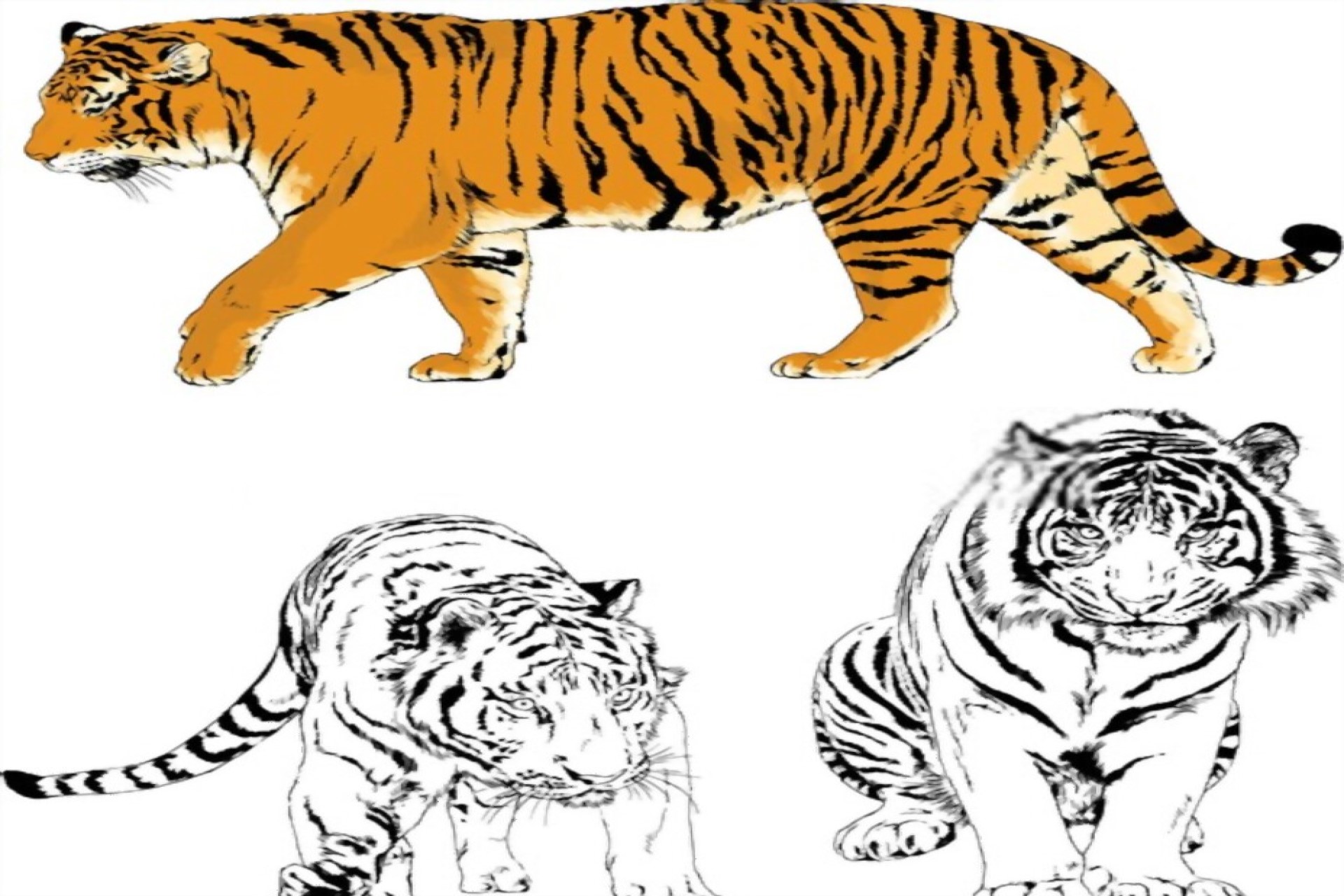 How To Draw A Cheetah? We Represent The Strong And Fast Beast